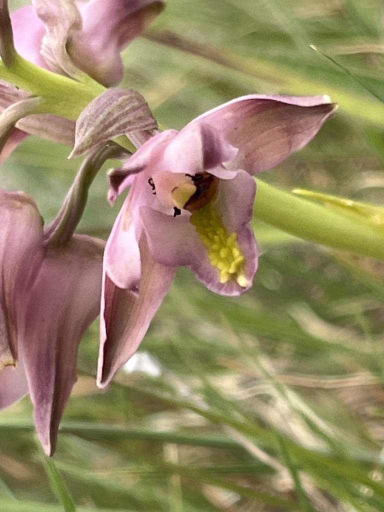 Pointed Harlequin