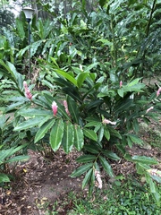 Alpinia purpurata