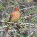 Rufous Casiornis - Photo no rights reserved, uploaded by Diego Carús