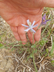 Androstephium coeruleum