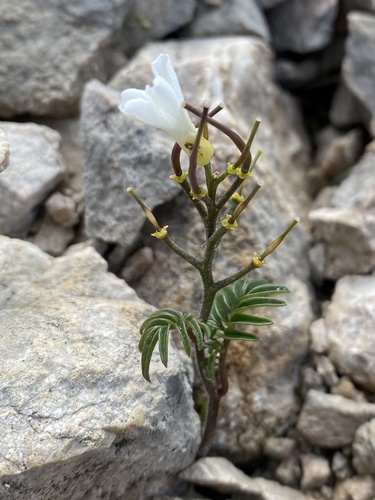 Cardamine bipinnata, photograph 5