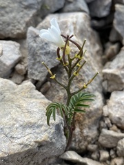 Cardamine bipinnata, photograph Илья Руденко, CC BY, iNaturalist via GBIF