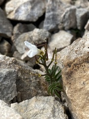 Cardamine bipinnata, photograph Илья Руденко, CC BY, iNaturalist via GBIF