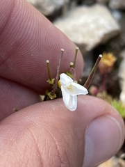 Cardamine bipinnata, photograph Илья Руденко, CC BY, iNaturalist via GBIF
