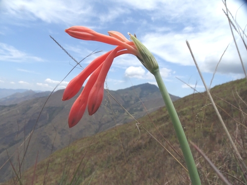 Clinanthus incarnatus, photograph 3