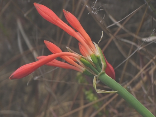 Clinanthus incarnatus, photograph 4