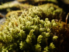 Aulacomnium androgynum