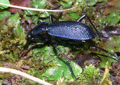 Carabus caelatus