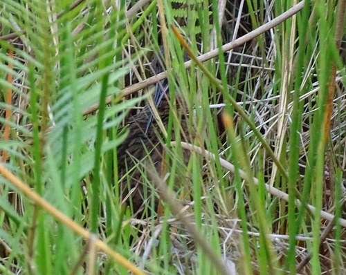 Madagascar Rail (Rallus madagascariensis)
