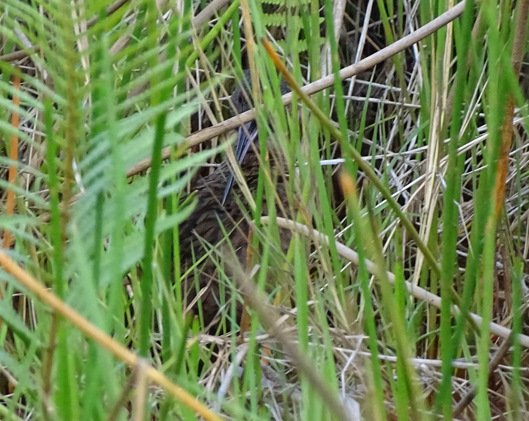 Madagascar Rail (Rallus madagascariensis), photo 1