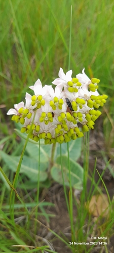 Image of Asclepias albens by no rights reserved
