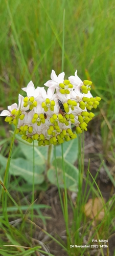 Image of Cartwheels (Asclepias albens) by no rights reserved