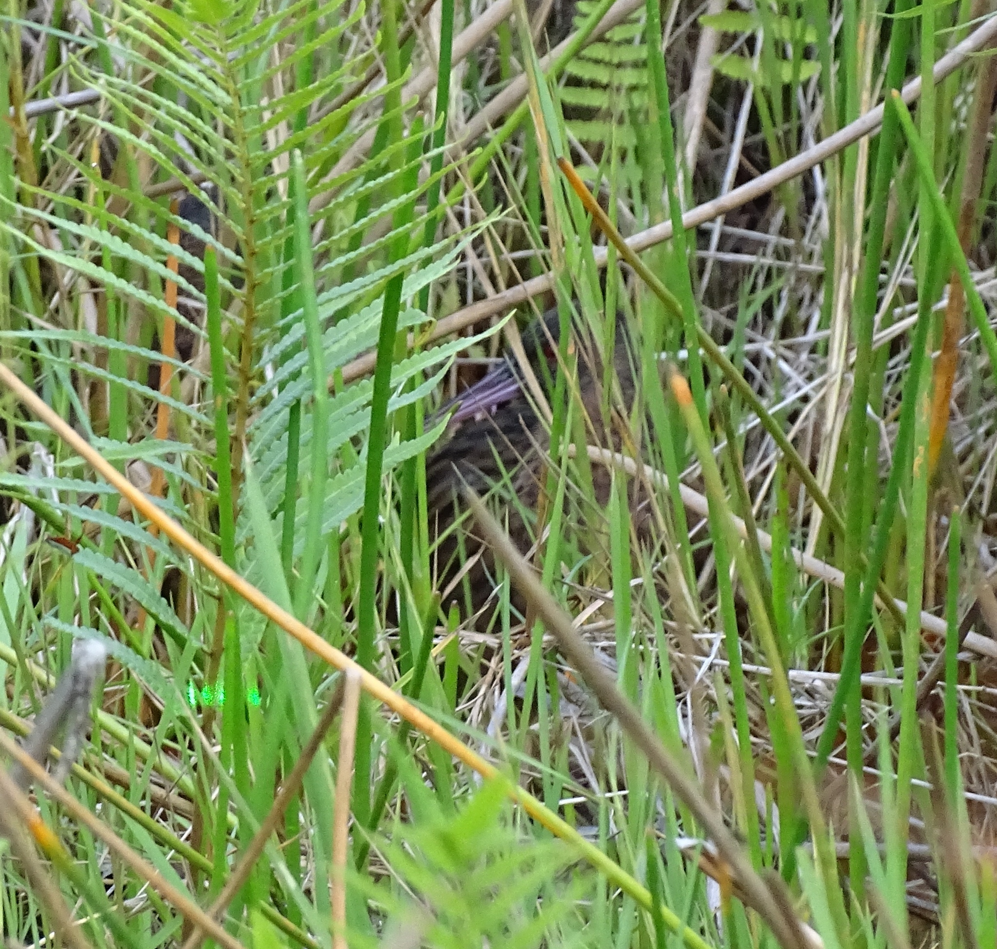 Madagascar Rail (Rallus madagascariensis), photo 2