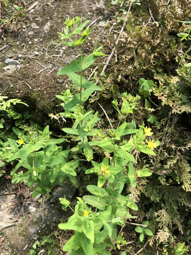 Hypericum sampsonii iNat (2)