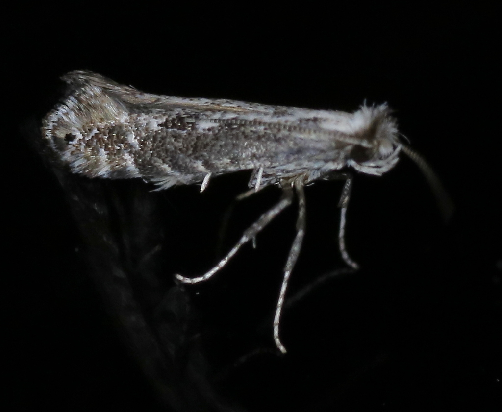 Parornix arbutifoliella