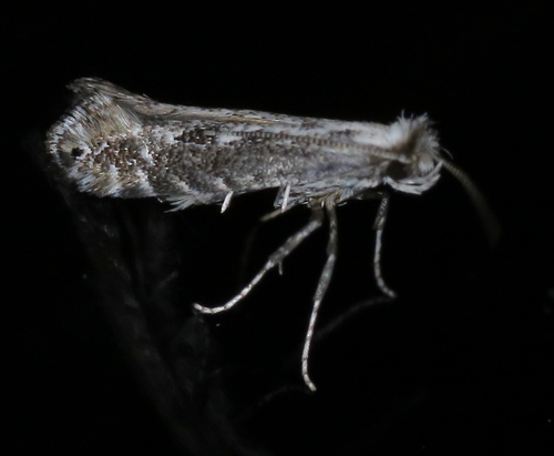 Parornix arbutifoliella
