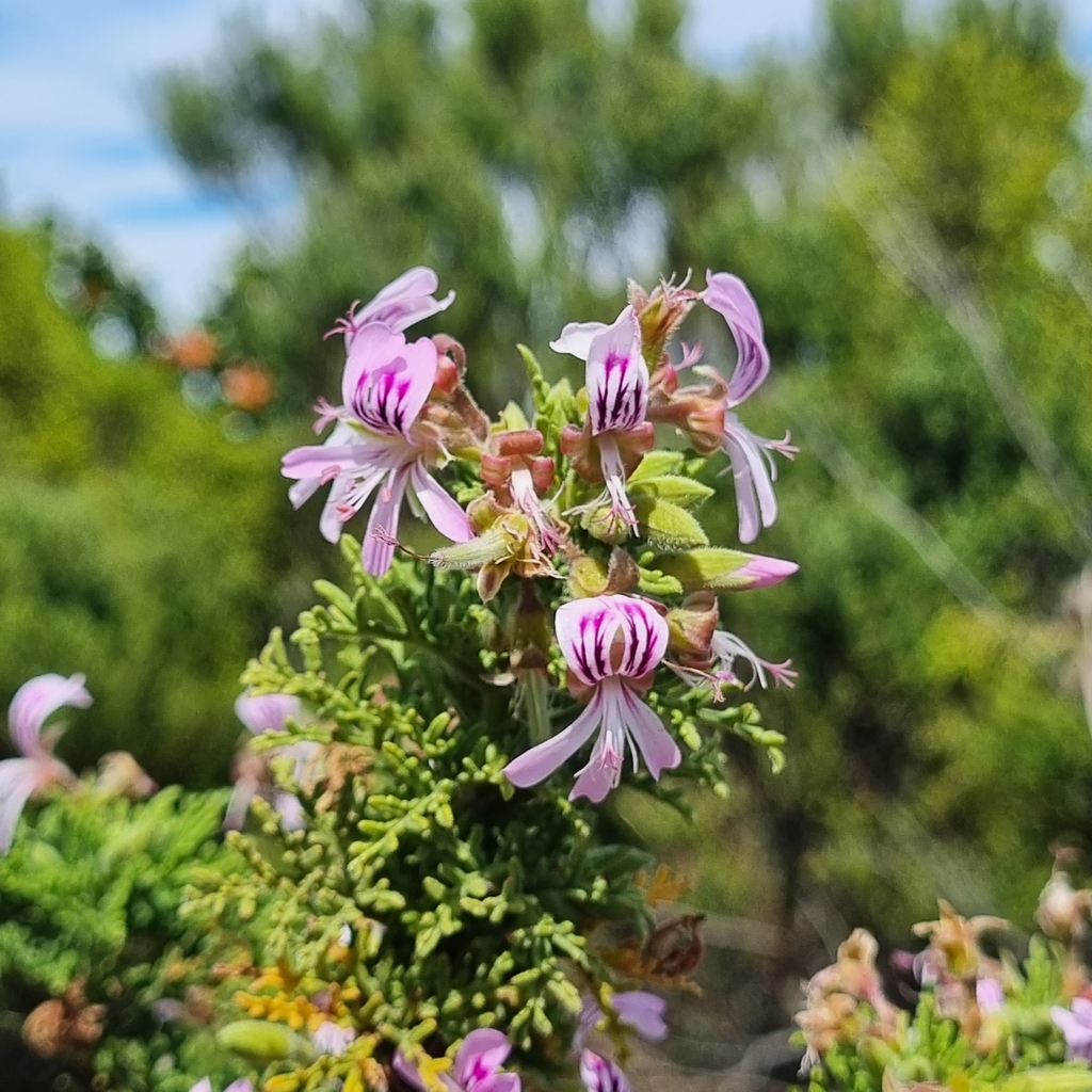 Rasp-leaf pelargonium from The Edge, Hogsback, 5721, South Africa on ...