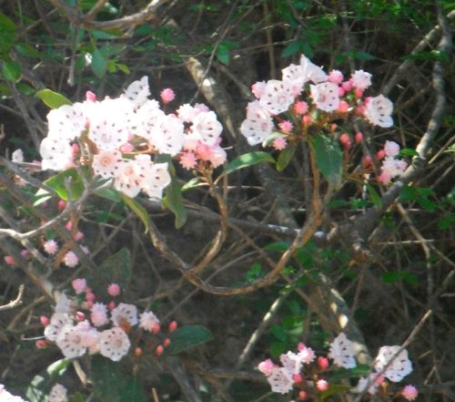 Kalmia latifolia image