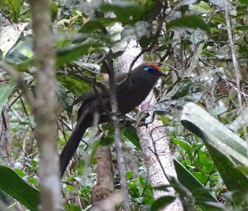 Red-fronted Coua (Coua reynaudii)