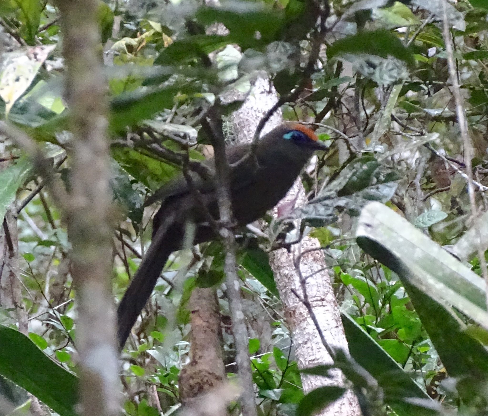 Red-fronted Coua (Coua reynaudii), photo 8