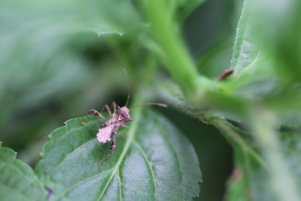 Nt Insects Leaf-footed Bugs and Allies from Coomalie, Northern Territory ...