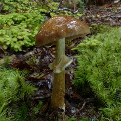 Cortinarius subcastanellus