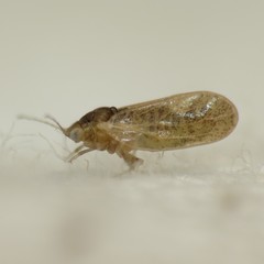 Craspedolepta caudata