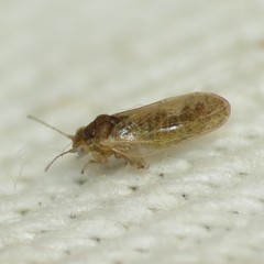 Craspedolepta caudata