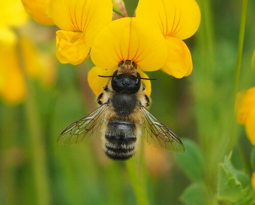 Hornfaced bee