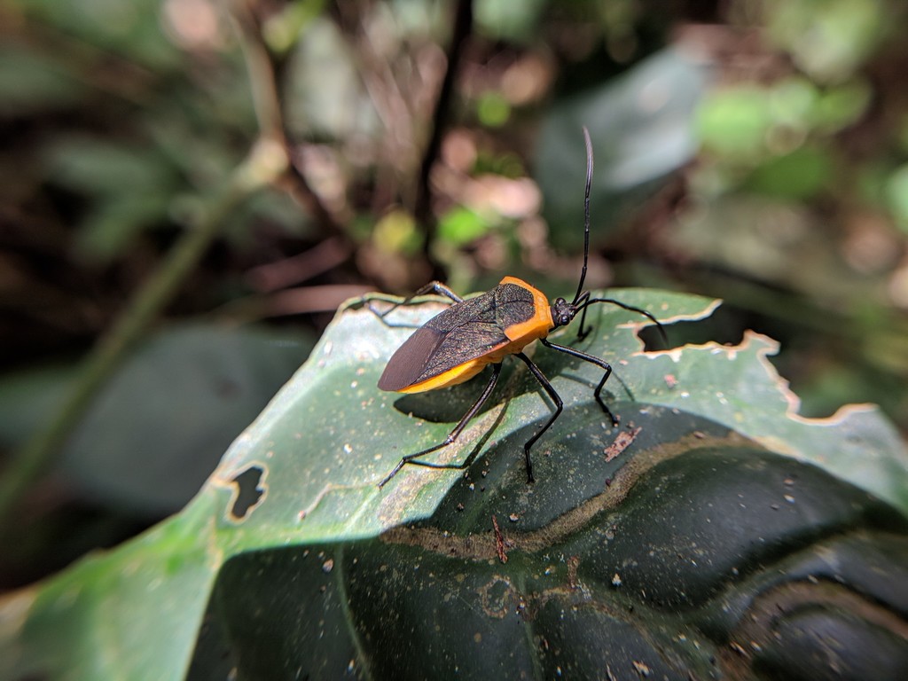 Laminiceps superbus