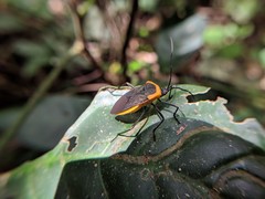 Laminiceps superbus