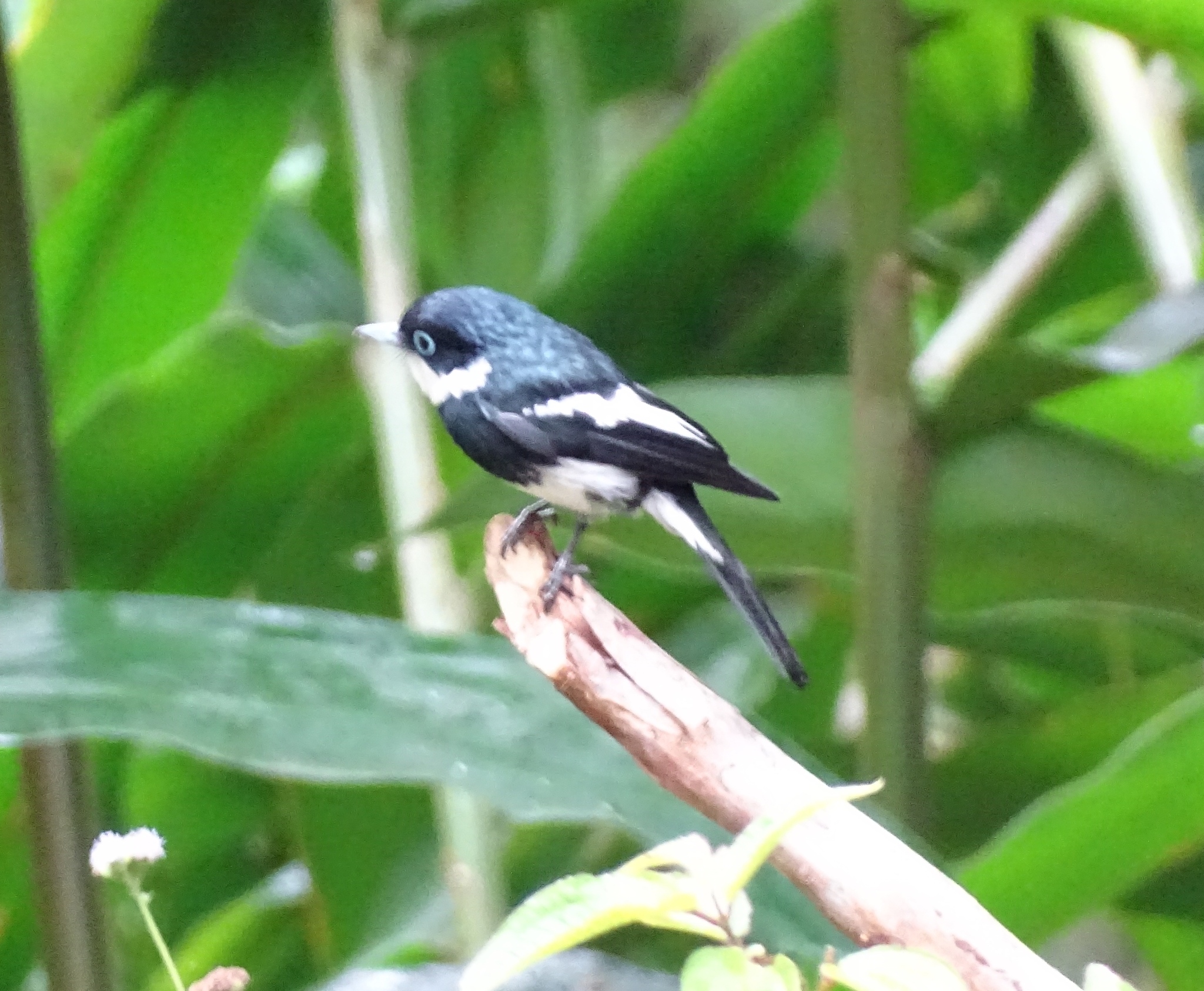 Ward's Vanga (Pseudobias wardi), photo 7
