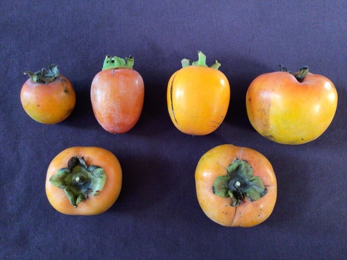Diospyros kaki iNat (1)