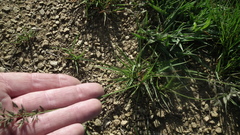 Eragrostis racemosa