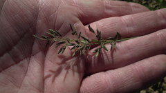 Eragrostis racemosa