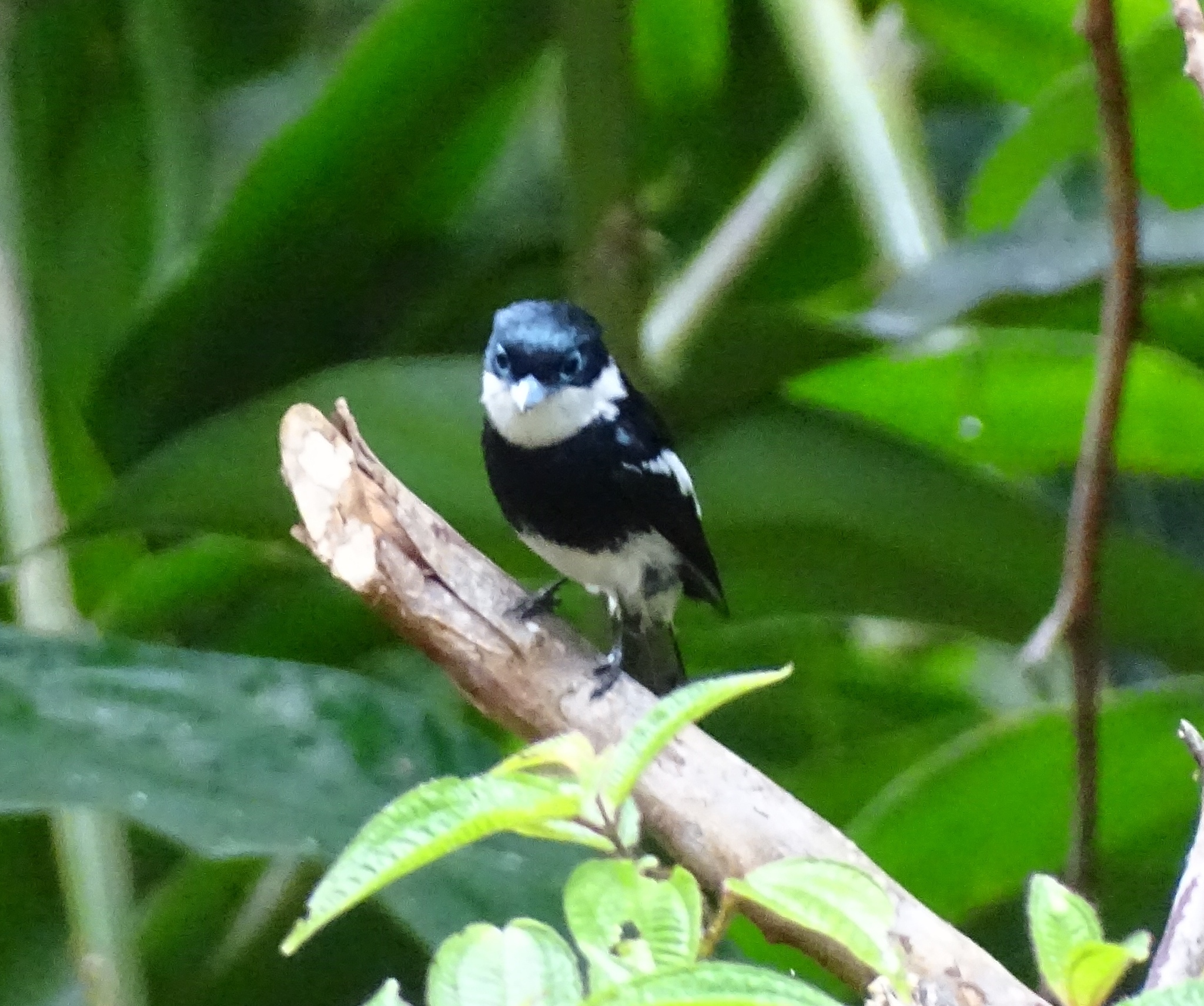 Ward's Vanga (Pseudobias wardi), photo 8