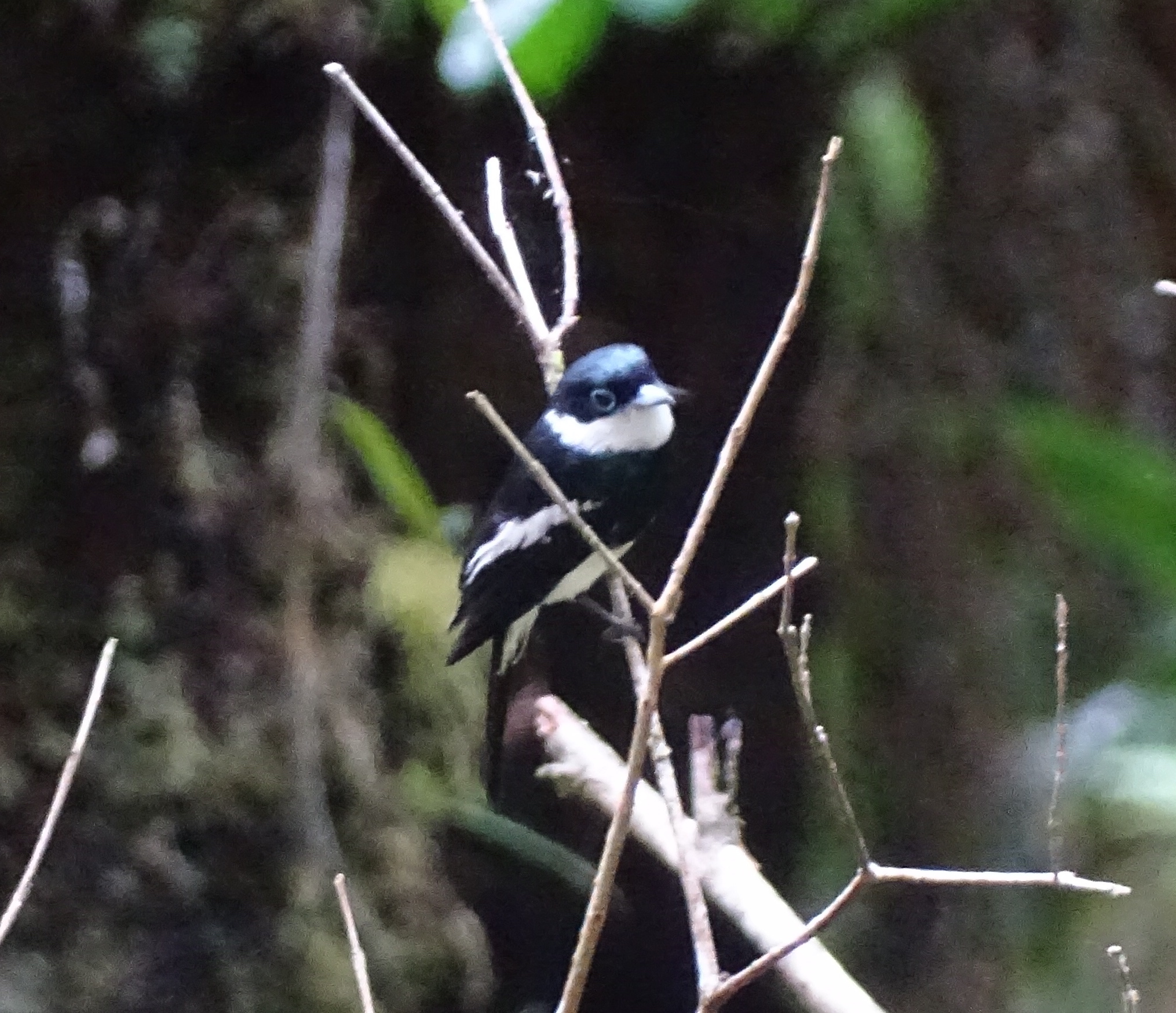 Ward's Vanga (Pseudobias wardi), photo 9