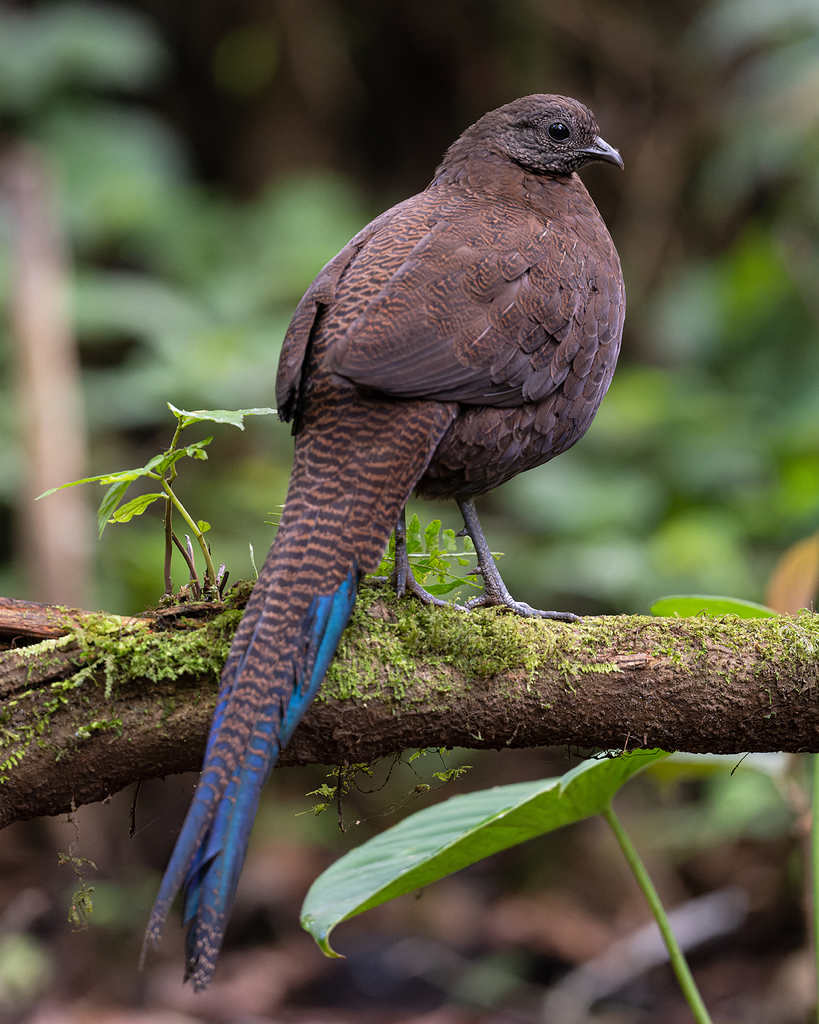 Bronze-tailed Peacock-Pheasant photo