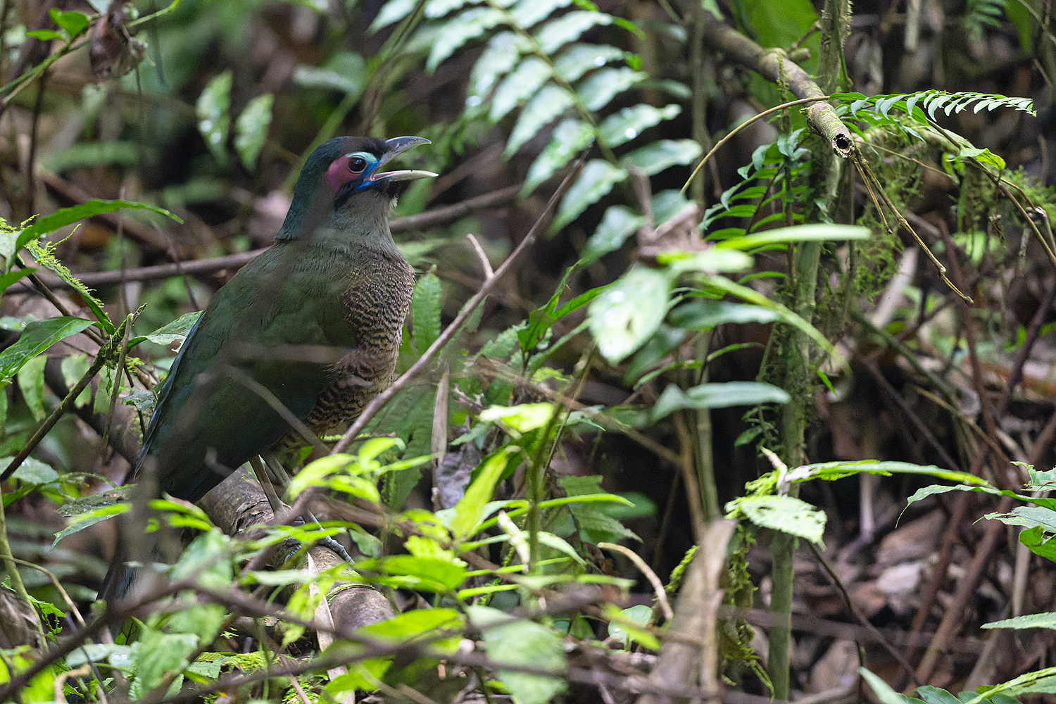 Sumatran Ground-Cuckoo (Carpococcyx viridis)