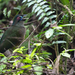 Carpococcyx viridis - Photo (c) boasemmanuel, μερικά δικαιώματα διατηρούνται (CC BY-NC)