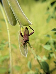 Athaumastus haematicus