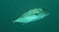 Seriola hippos