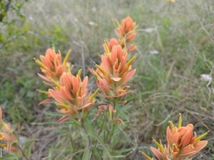 Castilleja lindheimeri