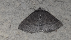 Aleucis distinctata