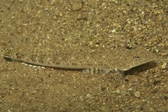 Platycephalus grandispinis