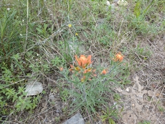Castilleja lindheimeri