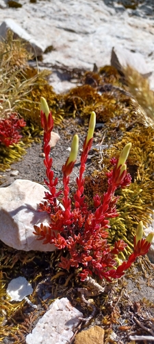 Image of Crassula obtusa by (c) Danie Palm, some rights reserved (CC BY)