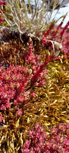 Image of Crassula obtusa by (c) Danie Palm, some rights reserved (CC BY)