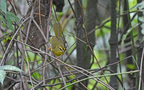 Pale-legged Warbler (Myiothlypis signata), photo 6