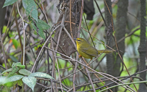 Pale-legged Warbler (Myiothlypis signata), photo 7